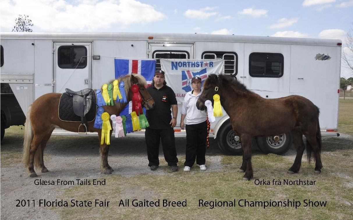 Icelandic Gaited Clinic