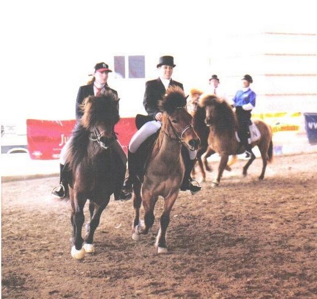 Icelandic Gaited Clinic